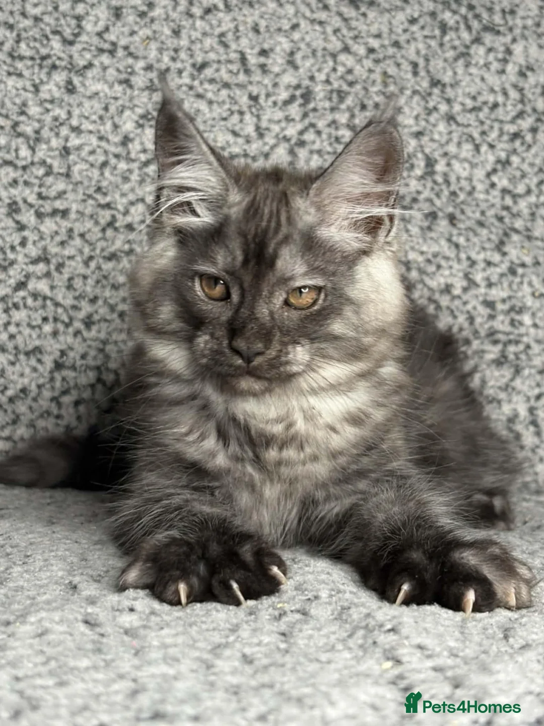 Maine Coon cats for sale: GCCF Registered Maine Coon Boys.  in Wednesbury - Advert 16