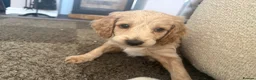 Cockapoo dogs for sale: Last cockapoo boy apricot Merle in Leek - Advert 3