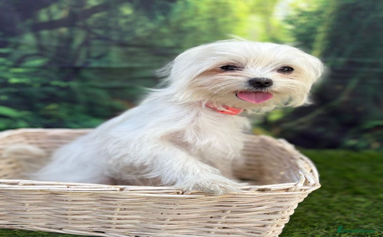 Maltese dogs - Advert 5