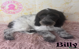 Cockapoo dogs for sale: Exceptional Cockapoo Boys: Ready Now  - Image 12
