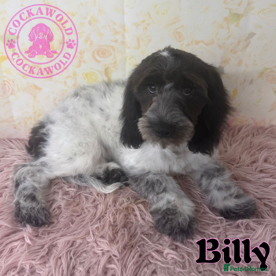 Cockapoo dogs for sale: Exceptional Cockapoo Boys: Ready Now  - Image 12