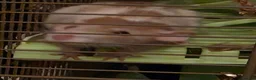 Rat rodents for sale: Pair of Female Dumbo Rats with large enclosure - Advert 2