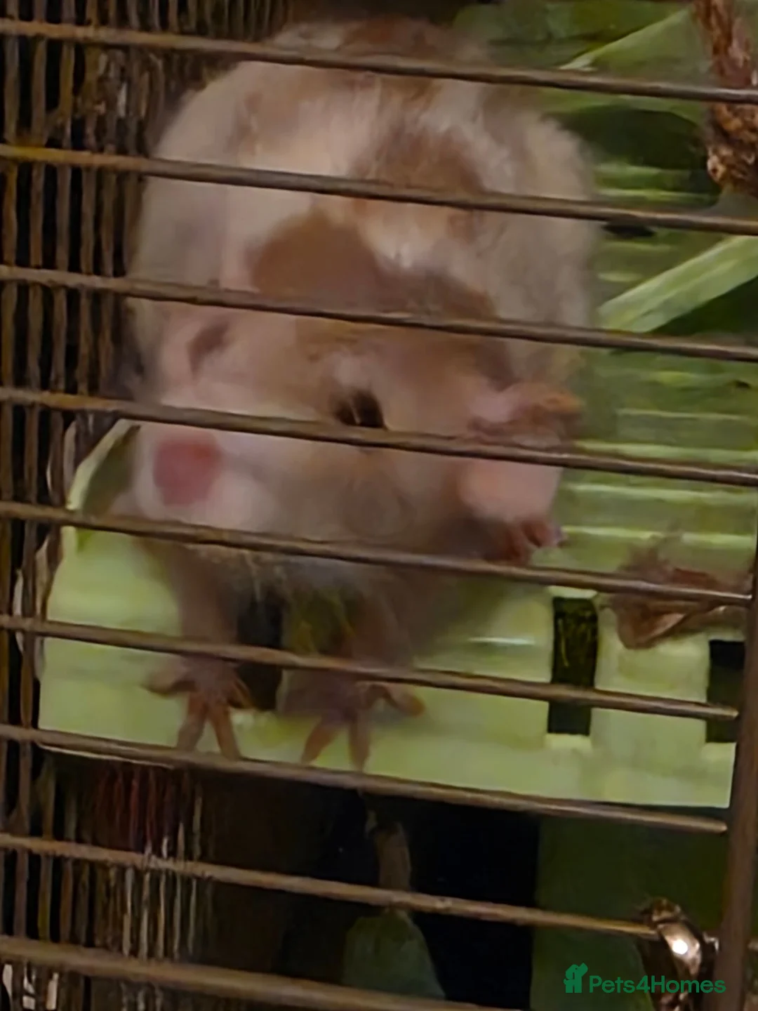 Rat rodents for sale: Pair of Female Dumbo Rats with large enclosure - Advert 2