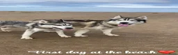 Siberian Husky dogs for sale: Siberian husky puppies  - Advert 6