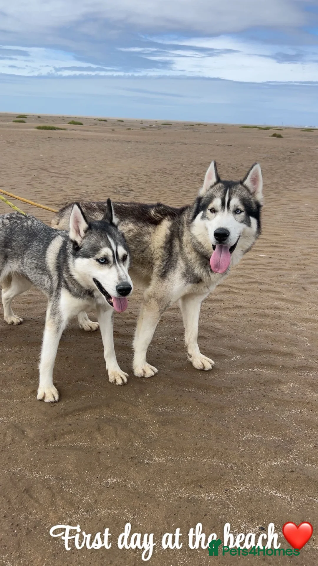 Siberian Husky dogs for sale: Siberian husky puppies  - Advert 6