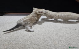 Mixed Breed cats for sale: Five Stunning Bengal X Kittens For Sale  - Image 11
