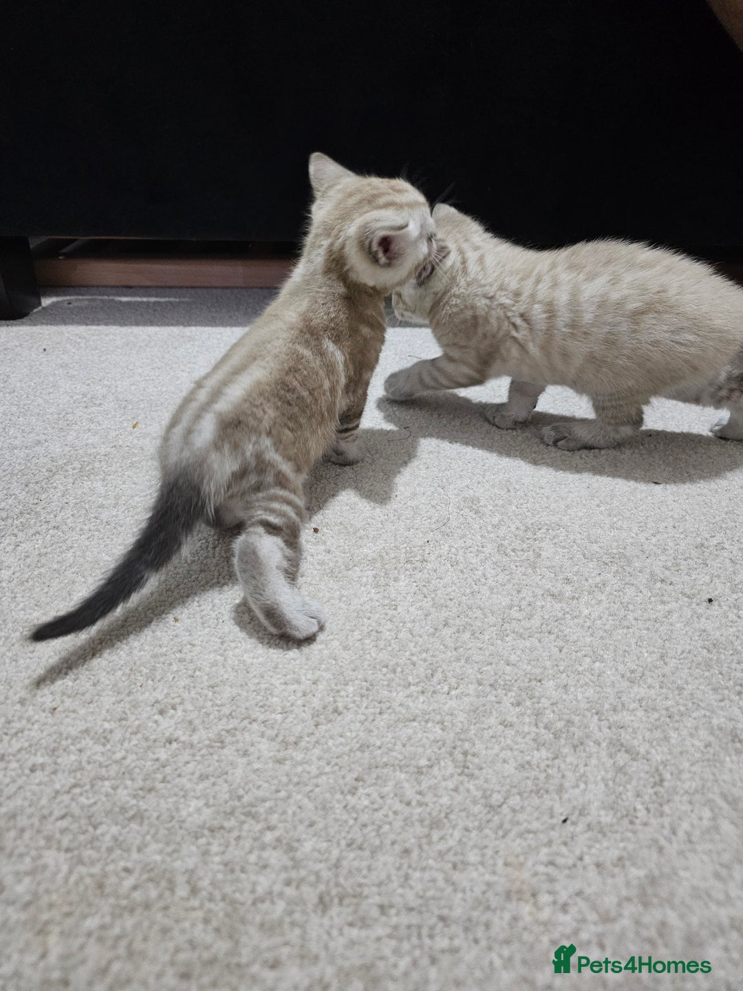 Mixed Breed cats for sale: Five Stunning Bengal X Kittens For Sale  - Image 11