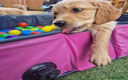 Golden Retriever dogs for sale: 10 Gorgeous Golden Retrievers 🐶❤️-Health & Hip ✅ - Image 7
