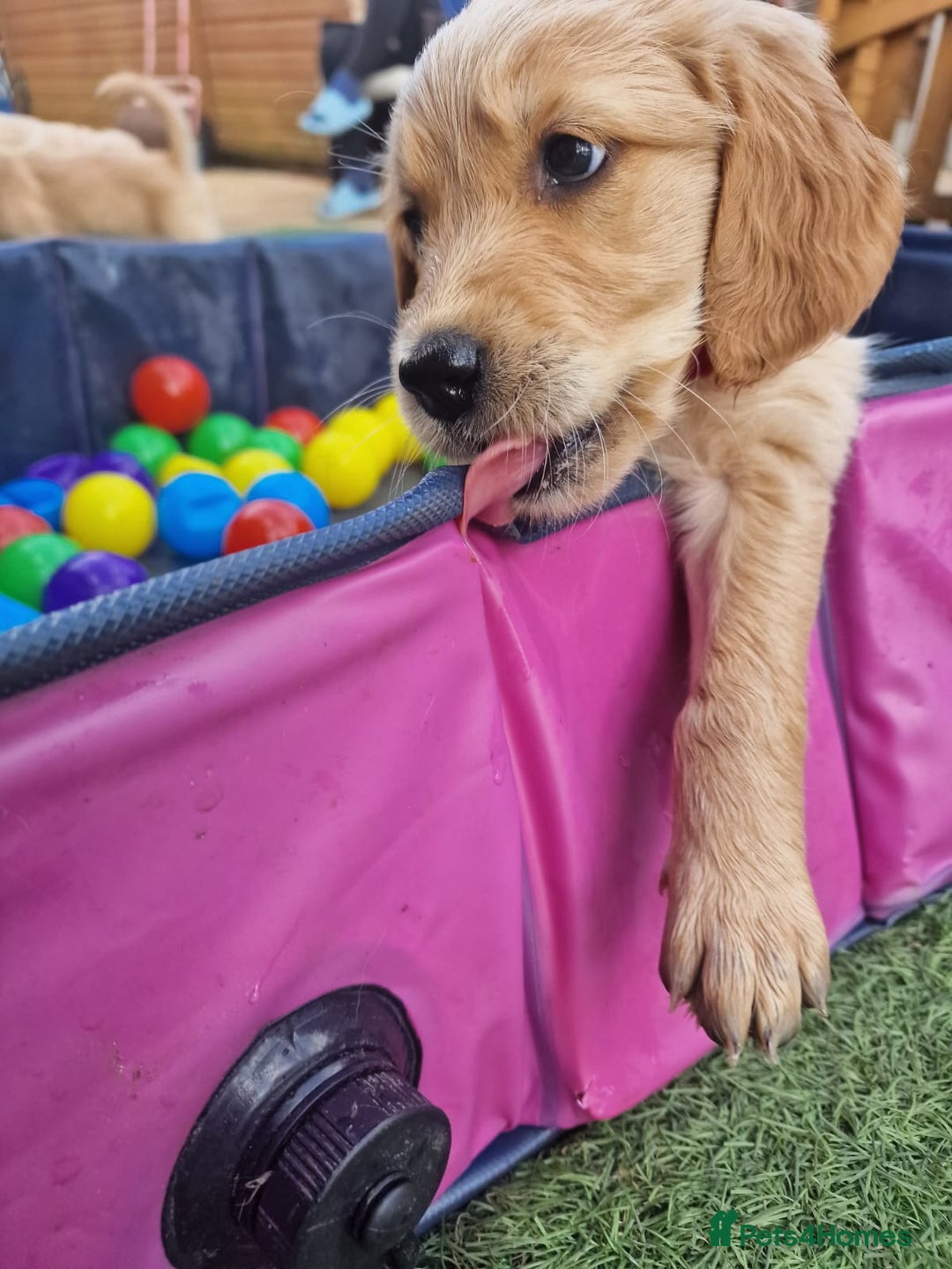 Golden Retriever dogs for sale: 10 Gorgeous Golden Retrievers 🐶❤️-Health & Hip ✅ - Image 7