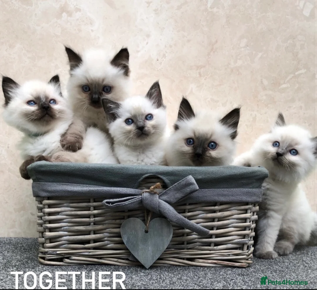 Ragdoll cats for stud: RAGDOLL GCCF STUD CHUNKY BIG BOY MILTON KEYNES in Milton Keynes - Advert 4