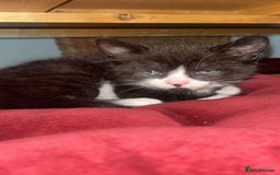 British Shorthair cats for sale: Loving kittens - Image 7