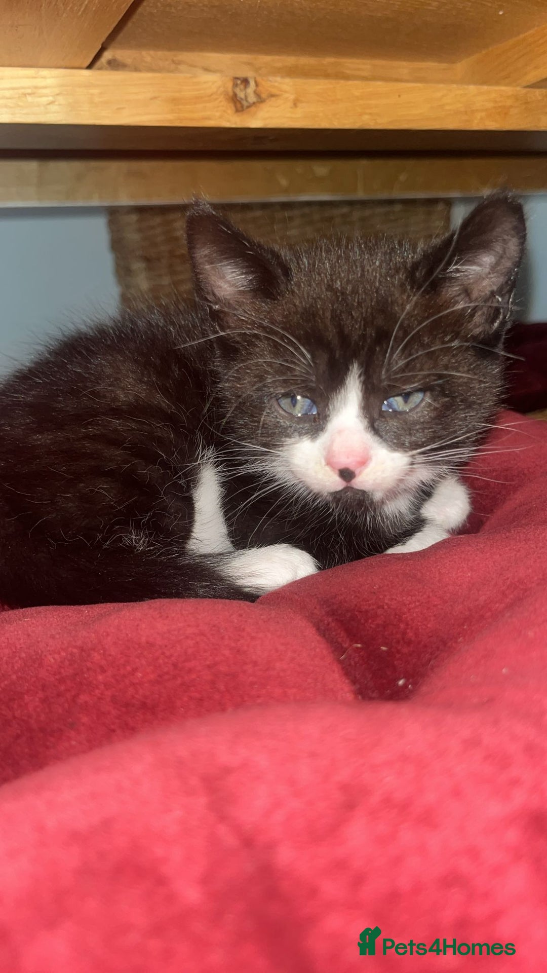 British Shorthair cats for sale: Loving kittens - Image 7