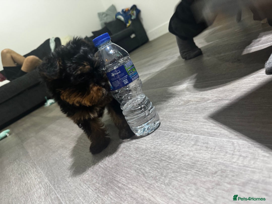 Yorkshire Terrier dogs for sale: 🐾 Adorable Yorkshire Terrier Puppy 🐶 - Advert 4