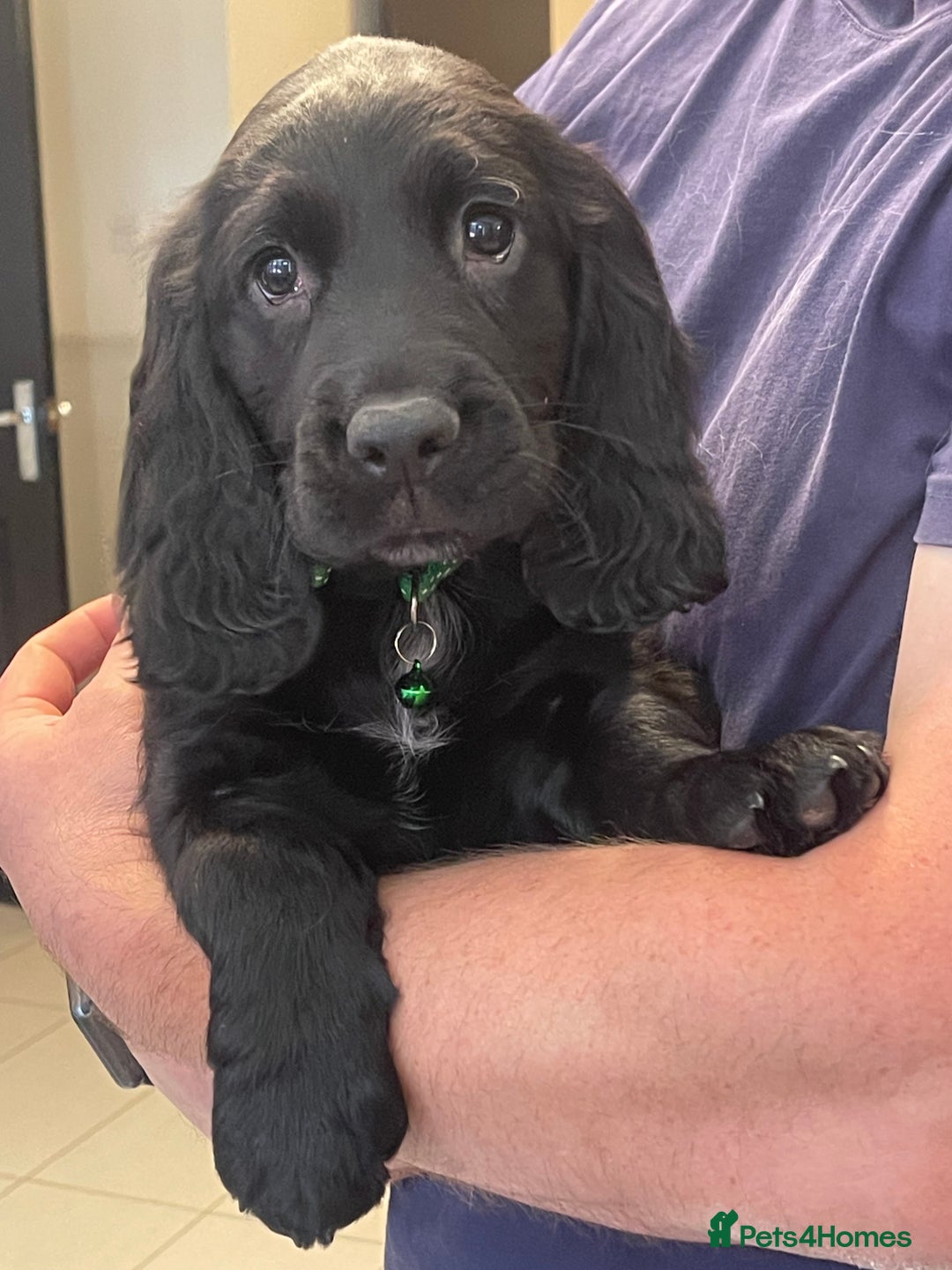Sprocker dogs for sale: Beautiful Sprocker puppies HEALTH TESTED PARENTS - Image 37