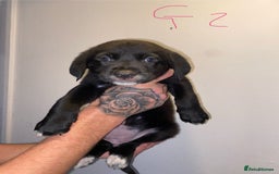 Mixed Breed dogs for sale: 5 lab x staff x collie puppies - Advert 3