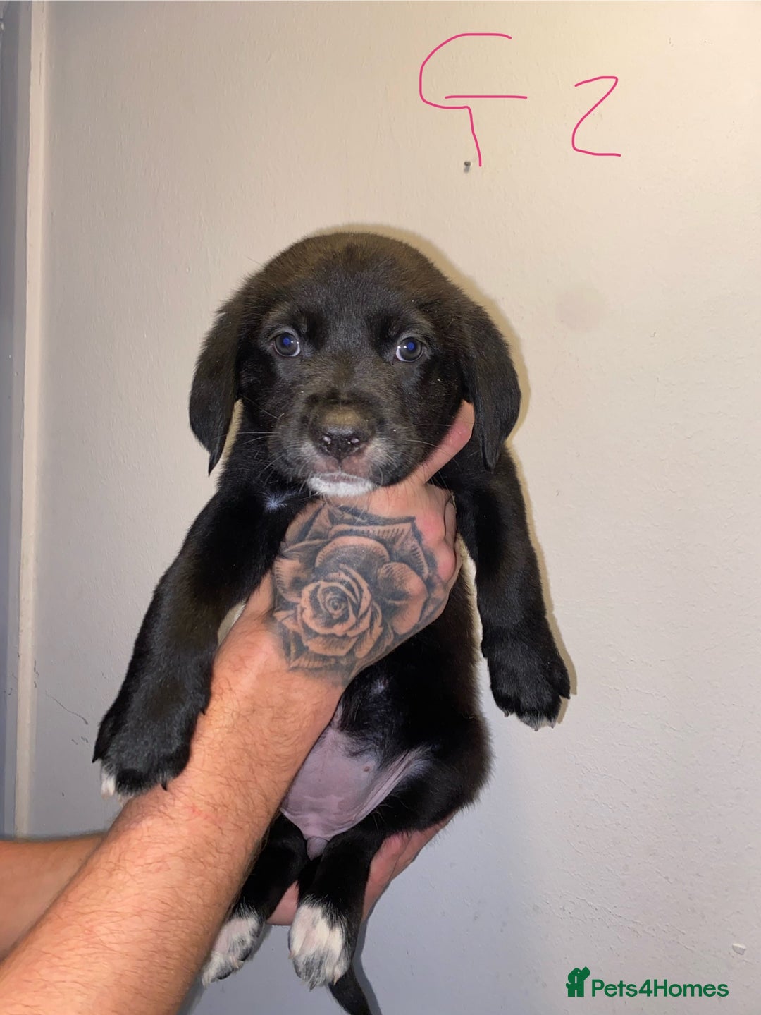 Mixed Breed dogs for sale: 5 lab x staff x collie puppies - Advert 3