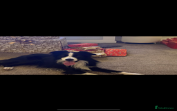 Border Collie dogs for stud: Frankie boarder collie - Image 2