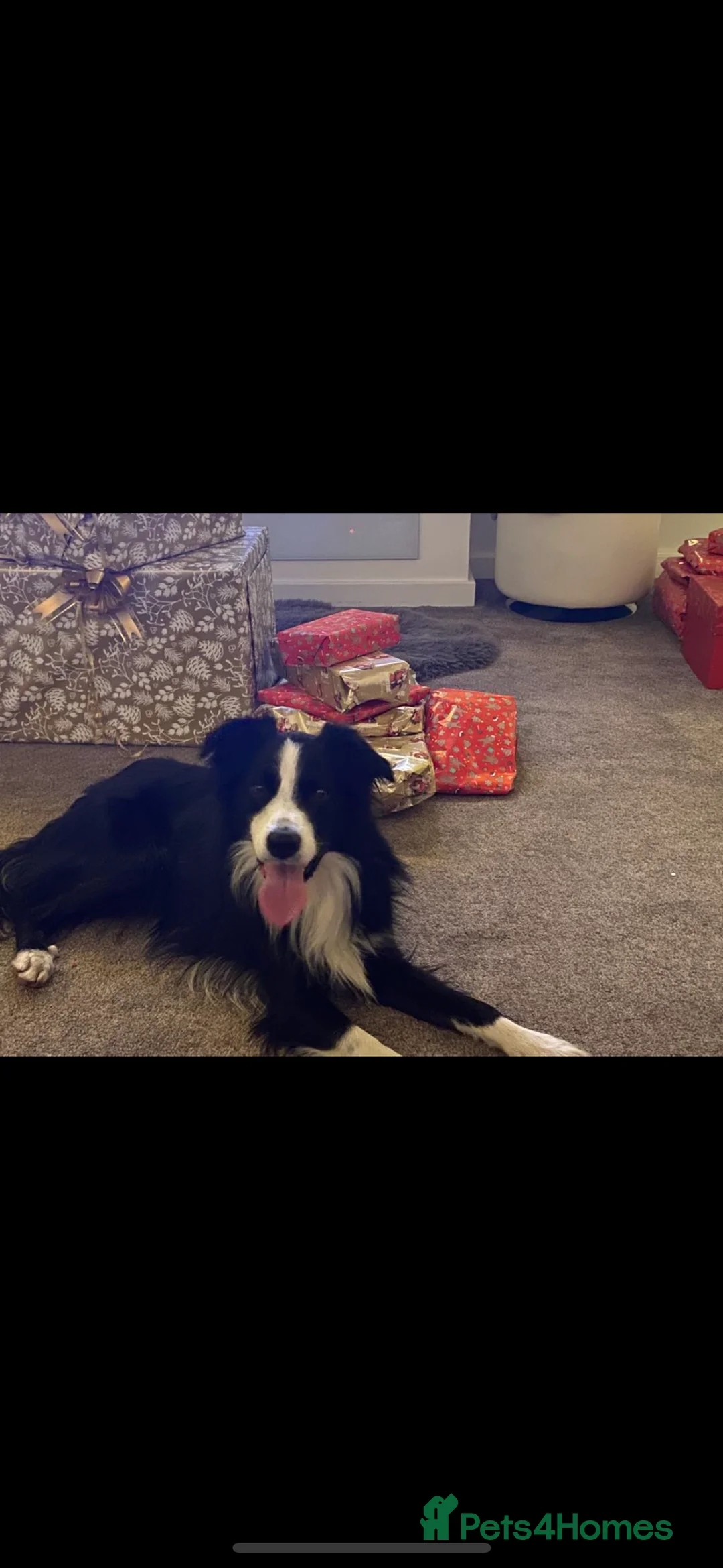 Border Collie dogs for stud: Frankie boarder collie - Advert 2