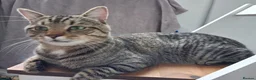 Mixed Breed cats for sale: Tabby cat  in Leeds - Advert 3