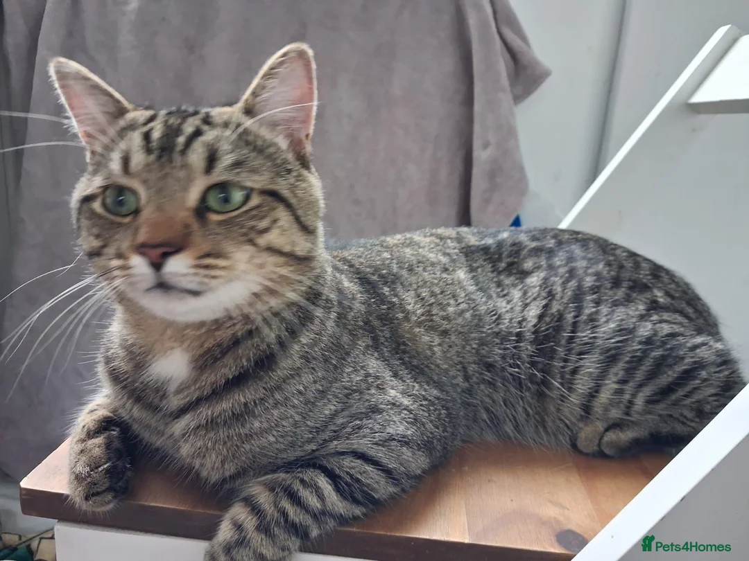 Mixed Breed cats for sale: Tabby cat  in Leeds - Advert 3