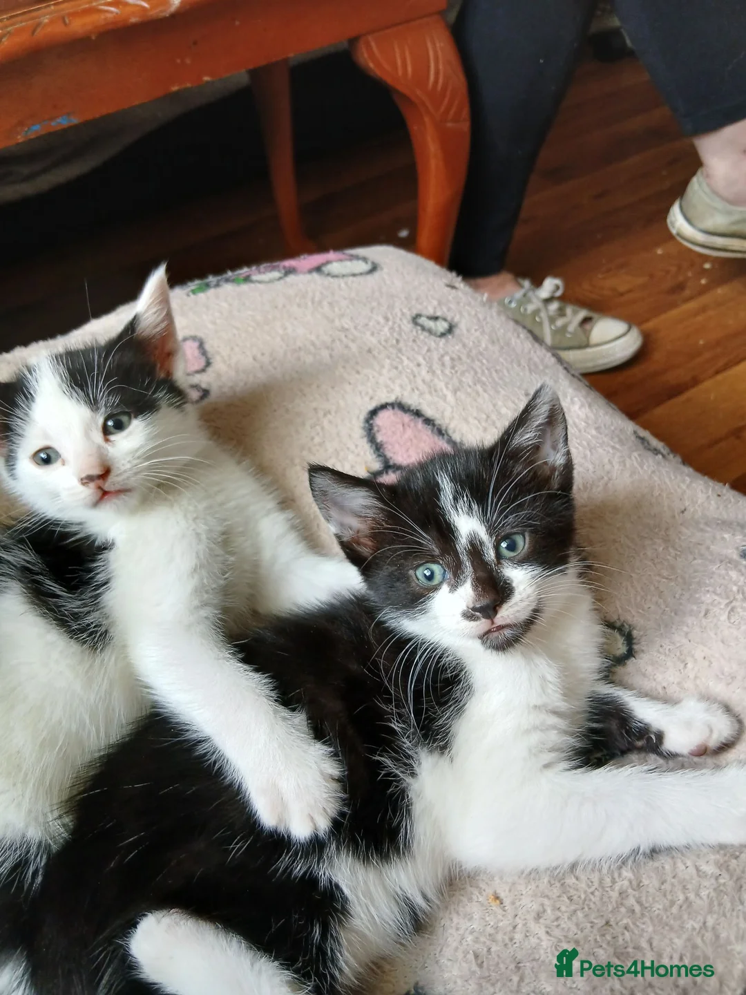 Mixed Breed cats for sale: Sweet cute kitten  - Advert 1