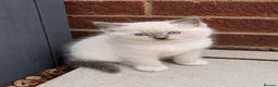 Ragdoll cats for sale: Blue Point Ragdolls | Celestial Litter - Advert 19