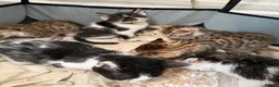 Bengal cats for sale: Bengal / Norwegian forest - Advert 23