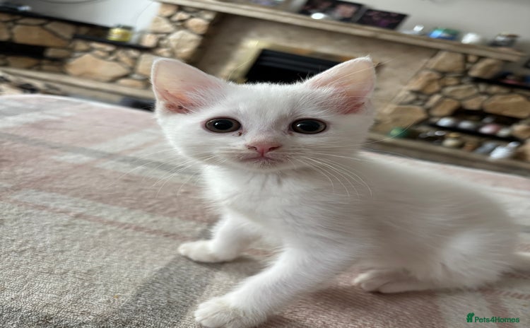Ragdoll cats - Advert 4