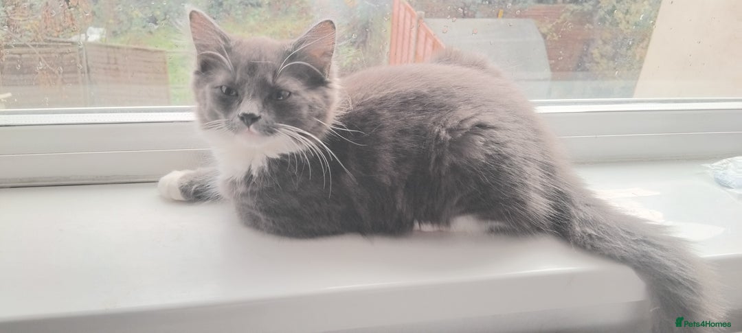 Domestic Shorthair cats for sale: Kittens for sale urgent - Advert 13