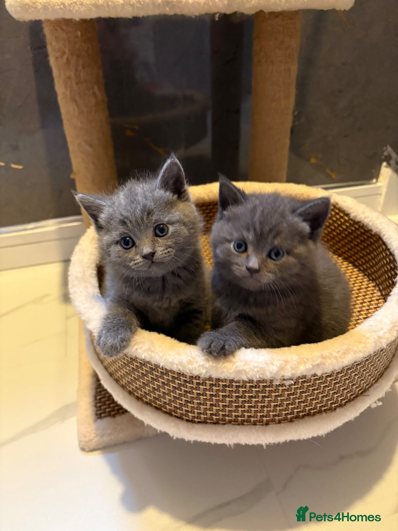 Scottish Fold cats for sale: 🐈‍⬛4 amazing Scottish Fold/Straight kittens - Advert 1