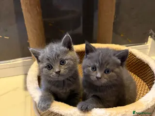 Scottish Fold cats for sale: 🐈⬛4 amazing Scottish Fold/Straight kittens - Advert 1
