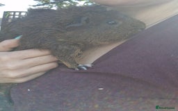Guinea Pig rodents for sale: Beautiful ridgeback cross agouti breed  - Image 7