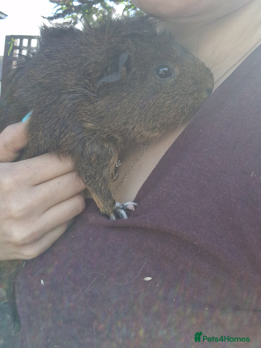 Guinea Pig rodents for sale: Beautiful ridgeback cross agouti breed  - Image 7