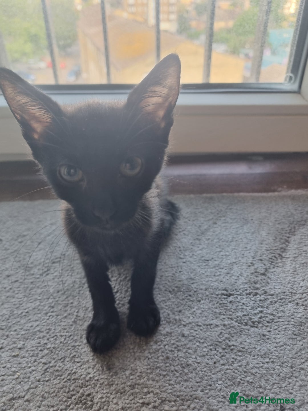 Mixed Breed cats for sale: Bengal cross Syhix - Image 1