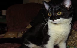 Mixed Breed cats for sale: Two kitten for sale - Image 6