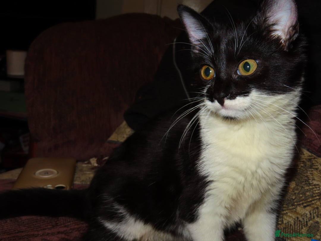 Mixed Breed cats for sale: Two kitten for sale - Image 6