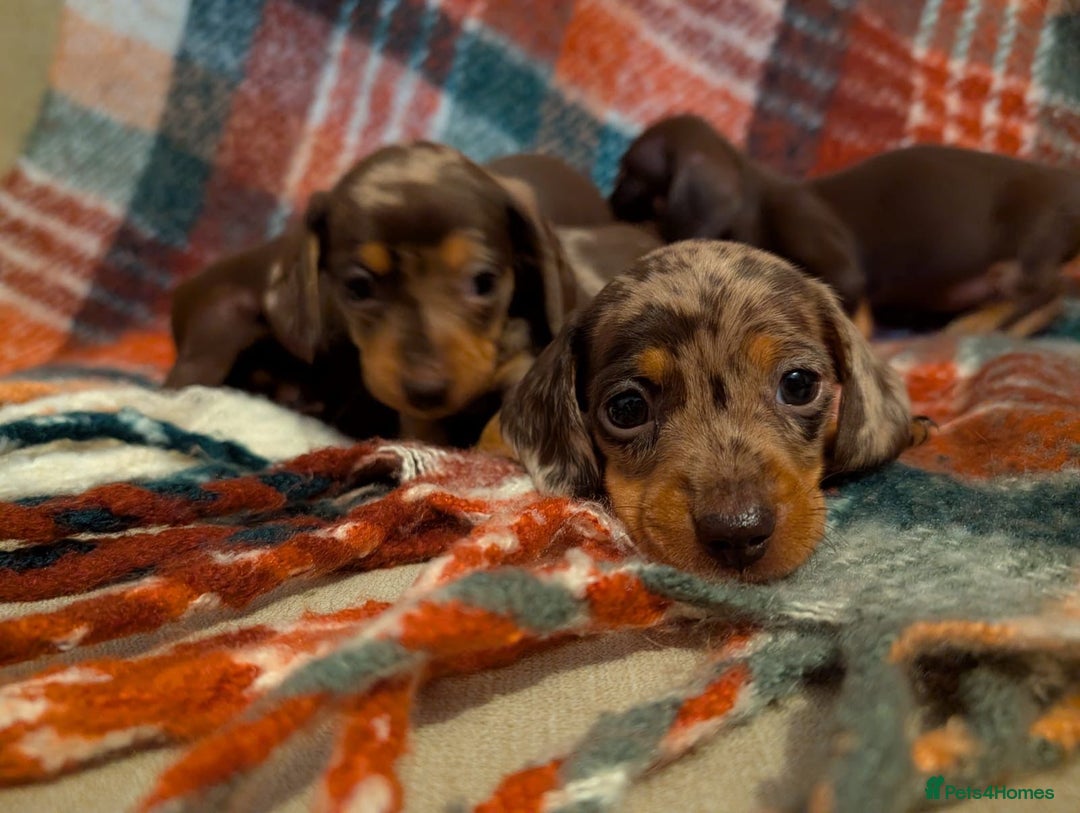 Dachshund dogs for sale: 4 gorgeous puppies for sale - Image 31