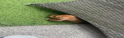 Dachshund dogs for sale: Dachshund  - Advert 8