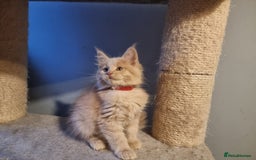 Maine Coon cats for sale: TICA REG.  Amazing kittens  - Image 22
