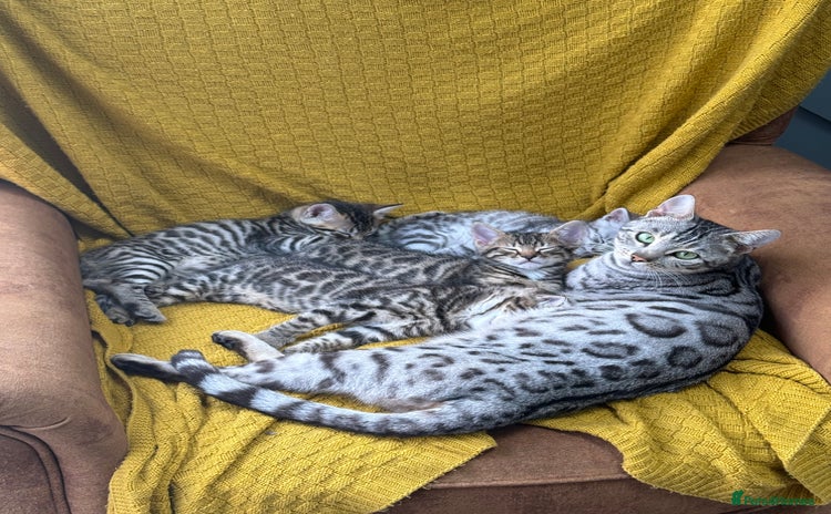 Bengal cats - Advert 1