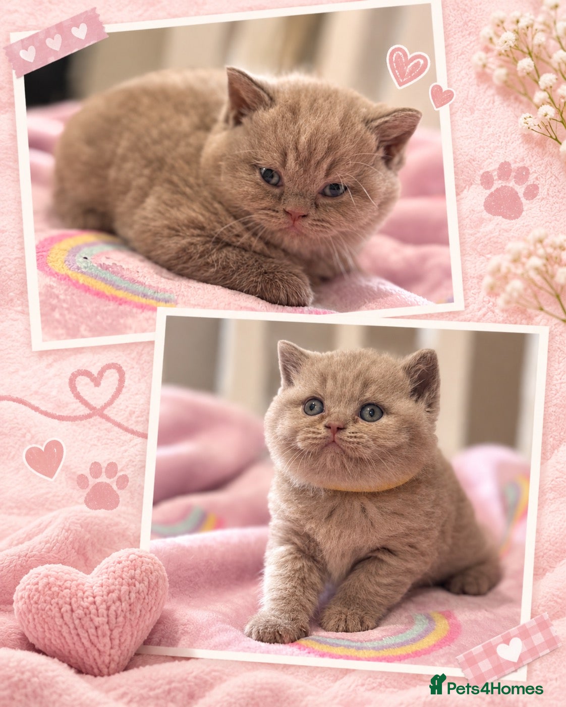 British Shorthair cats Beautiful girls ready in 2 weeks  🐾🤍 - Advert 17