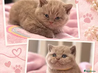 British Shorthair cats Beautiful girls ready in 2 weeks 🐾🤍 - Advert 17