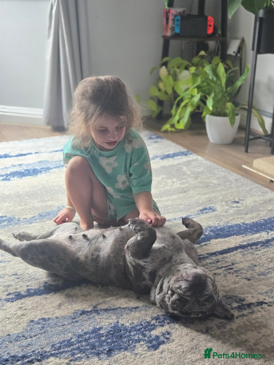 French Bulldog dogs for sale: 5 year old french bulldog  - Advert 4