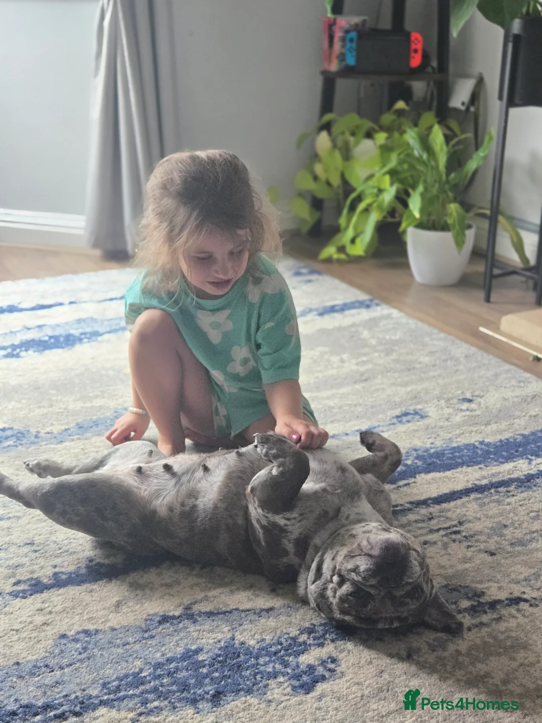 French Bulldog dogs for sale: 5 year old french bulldog  - Advert 4