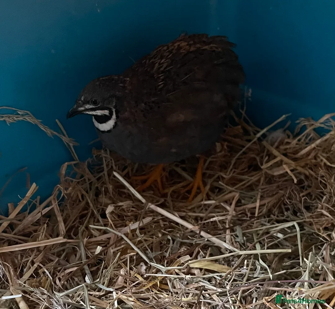 Quail poultry for sale: Lovely Pair Chinese (Button) Quail’s - Advert 2