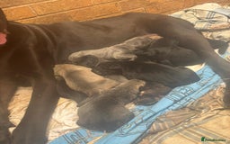 Cane Corso dogs for sale: Cane corso pups - Image 3