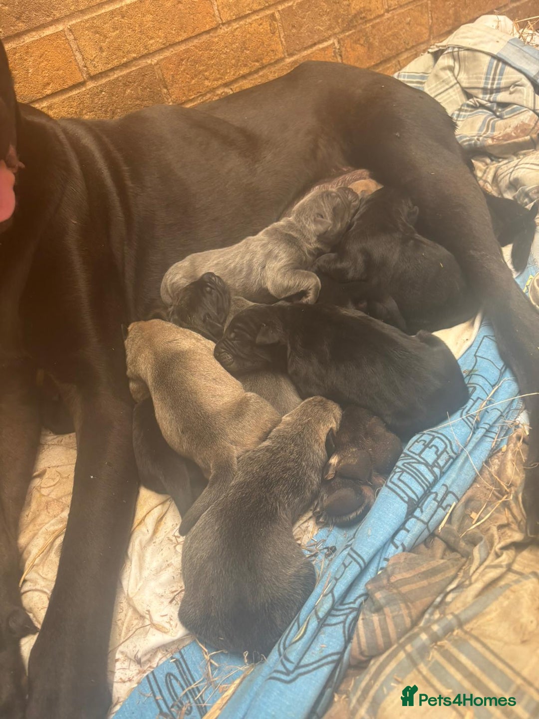 Cane Corso dogs for sale: Cane corso pups - Image 3