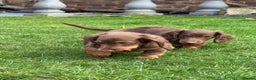 Miniature Dachshund dogs for sale: PRICE REDUCED Cute long hair chocolate dachshunds  - Advert 39