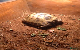Hermann Tortoise reptiles for sale: Hermans tortoise  - Image 4