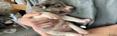 Staff cross Alaskan malamute 